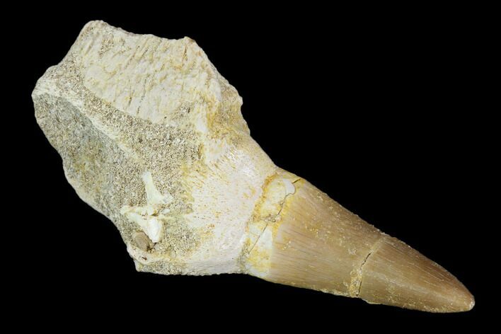 Fossil Mosasaur (Eremiasaurus) Tooth With Jaw Section - Morocco #117012